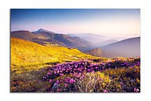 Obraz Horské rododendrony zs24797